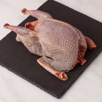Pigeon