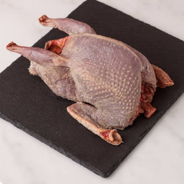 Pigeon