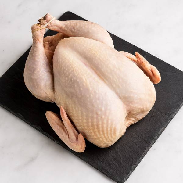 Coq Dinde (Dindon) -Thanksgiving - 8...